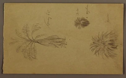 Botanical Sketches